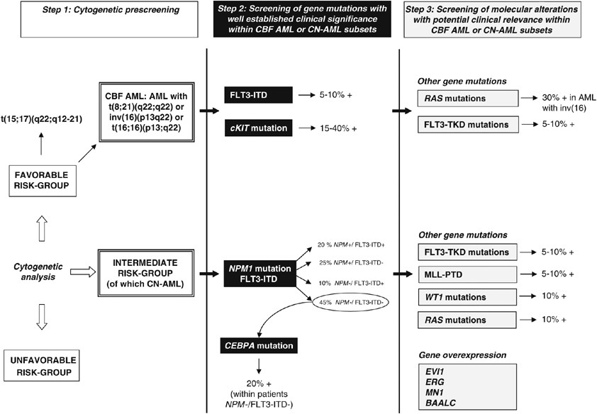 Cooperating gene mutations in acute myeloid leukemia: a review of the  literature | Leukemia