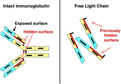 International Myeloma Working Group for serum-free light chain analysis in multiple myeloma and related disorders | Leukemia