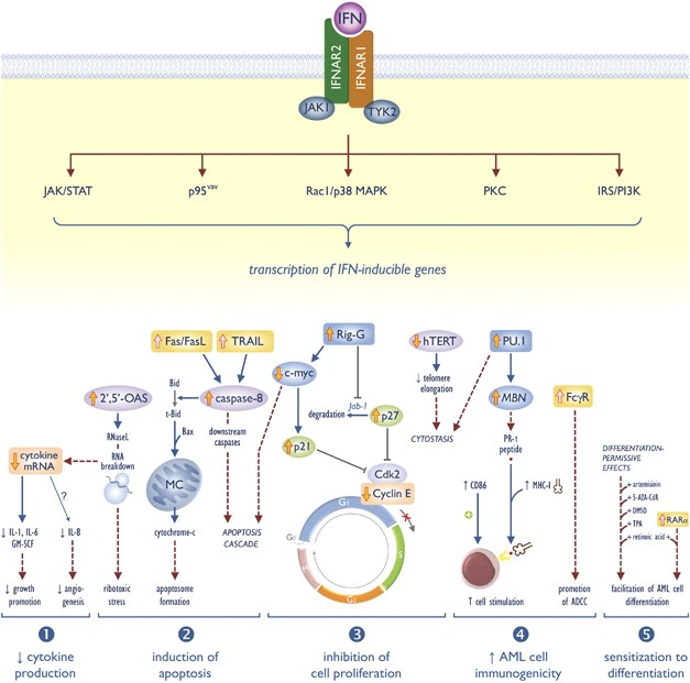 Interferon-α in acute myeloid leukemia: an old drug revisited | Leukemia