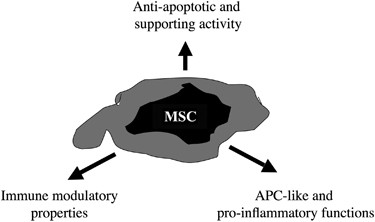 Mesenchymal Stromal Cell Licensing A Multistep Process Leukemia