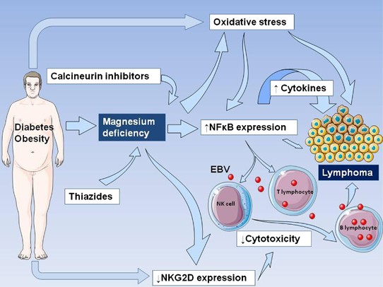 Magnesium and lymphoma: opportunities in translation | Leukemia