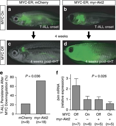 Repression Of Bim Mediates Survival Signaling By Myc And Akt In High Risk T Cell Acute Lymphoblastic Leukemia Leukemia Repression Of Bim Mediates Survival Signaling By Myc And Akt In High Risk T Cell Acute Lymphoblastic Leukemia Leukemia