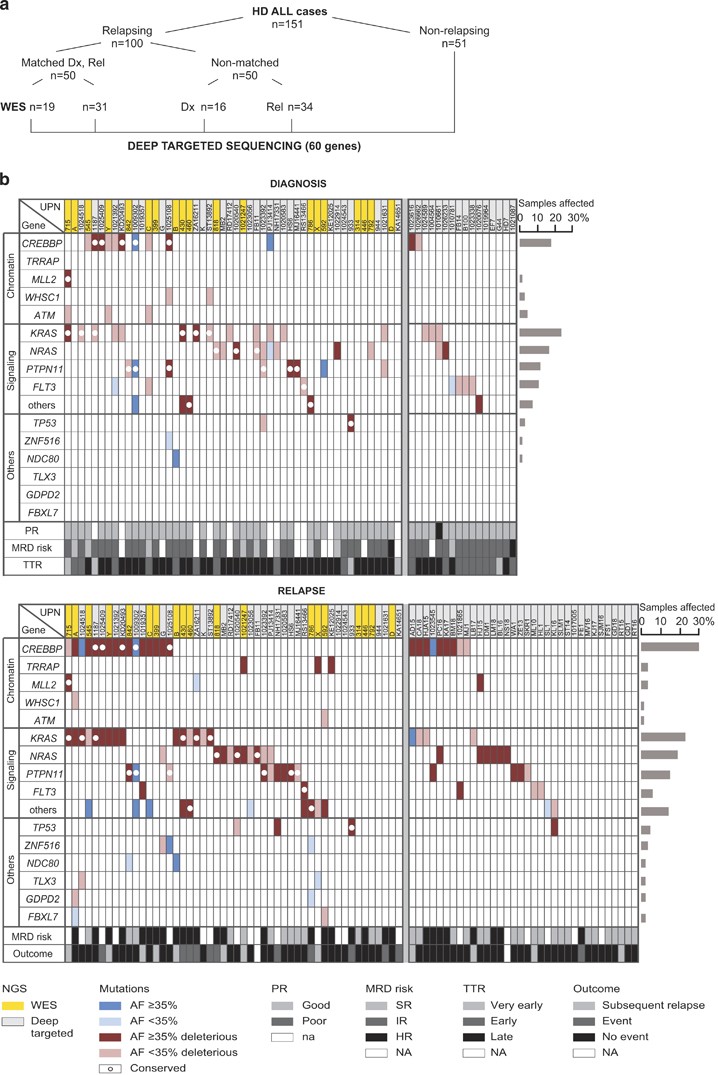 Microdeletions and mutations of CREBBP (CBP) gene can cause