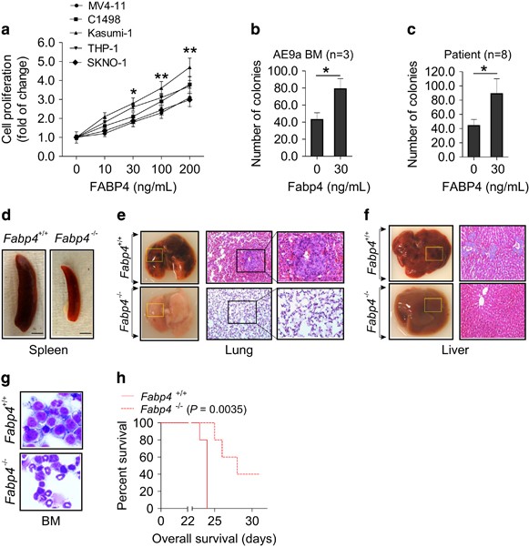 mizuno håndballsko 2016