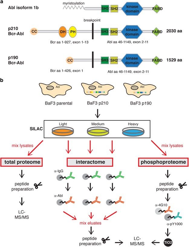 Differential signaling networks of Bcr–Abl p210 and p190 kinases in  leukemia cells defined by functional proteomics | Leukemia