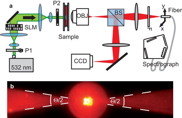 Respectvol alliantie Wie Non-locality and collective emission in disordered lasing resonators |  Light: Science & Applications