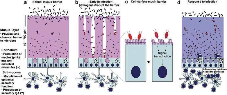 Mucins in the mucosal barrier to infection | Mucosal Immunology