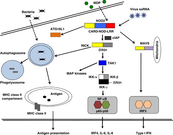 nodismprovider NOD2, an intracellular innate immune sensor involved in host defense and  Crohn's disease | Mucosal Immunology