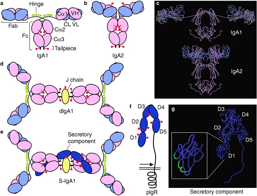 Allieret Betydning bekæmpe Structure and function relationships in IgA | Mucosal Immunology
