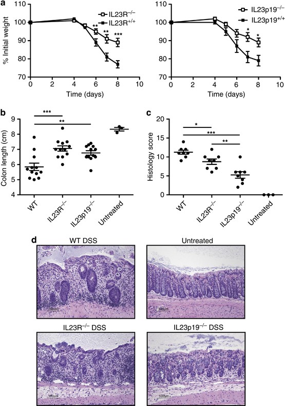 Opposing Consequences Of Il 23 Signaling Mediated By Innate And Adaptive Cells In Chemically Induced Colitis In Mice Mucosal Immunology