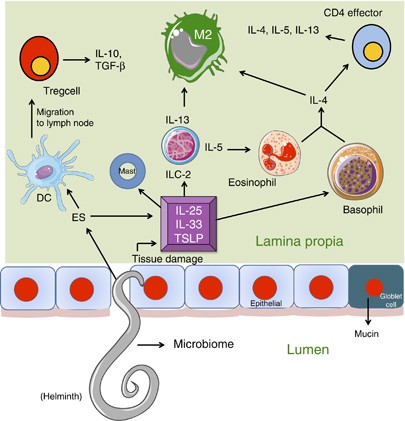 parasitic helminth interactions)