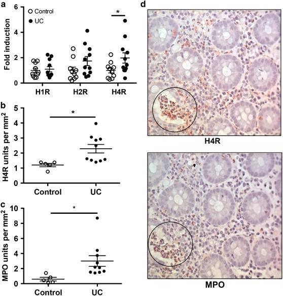 Histamine drives severity of innate inflammation via histamine 4 receptor  in murine experimental colitis | Mucosal Immunology