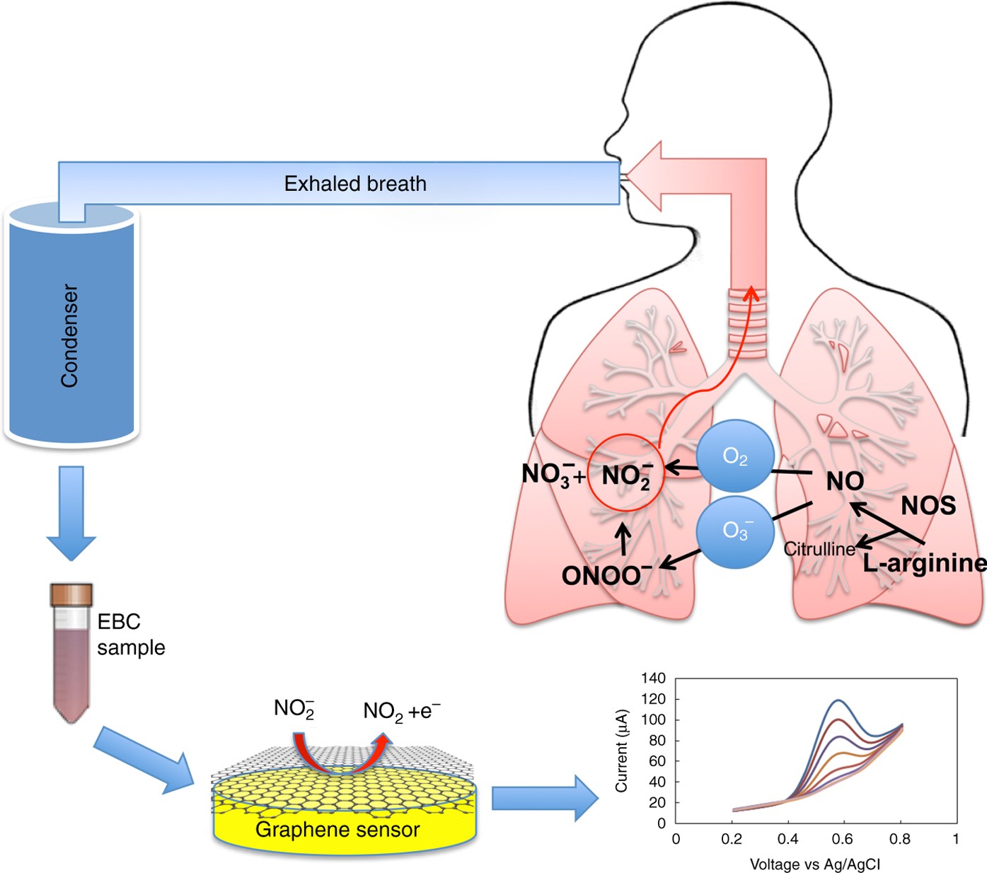 Toward point-of-care management of chronic respiratory conditions:  Electrochemical sensing of nitrite content in exhaled breath condensate  using reduced graphene oxide | Microsystems & Nanoengineering