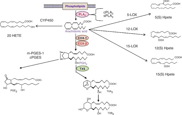 Altered Arachidonic Acid Cascade Enzymes In Postmortem Brain From