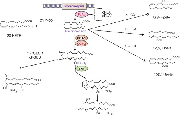 Altered arachidonic acid cascade enzymes in postmortem brain from bipolar  disorder patients | Molecular Psychiatry