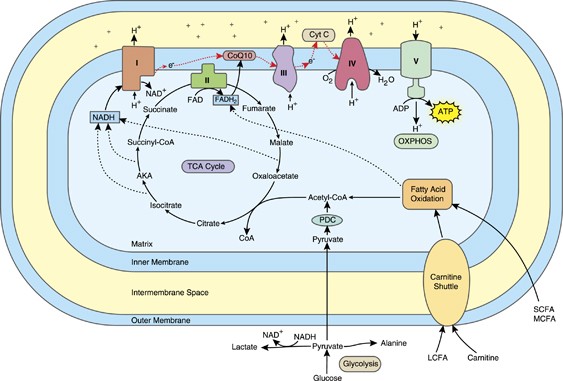 Mitochondrial dysfunction in autism spectrum disorders: a systematic review  and meta-analysis