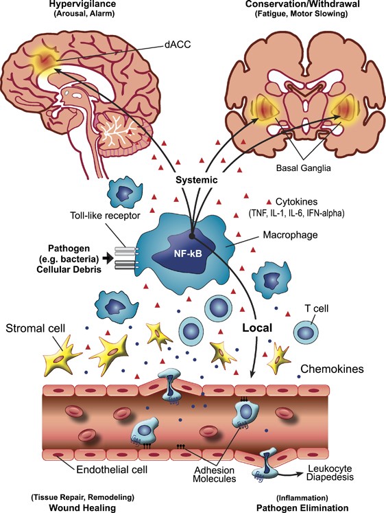 The evolutionary significance of depression in Pathogen Host Defense (PATHOS-D)  | Molecular Psychiatry