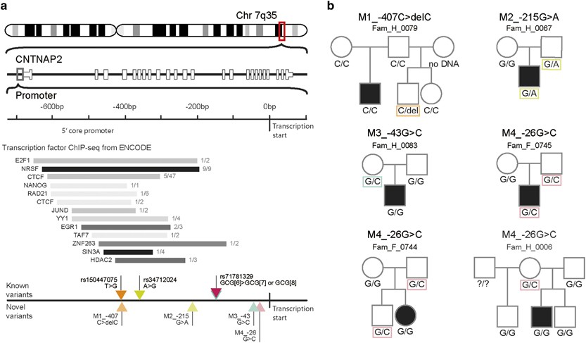 Variants of the CNTNAP2 5′ promoter as risk factors for autism spectrum  disorders: a genetic and functional approach | Molecular Psychiatry