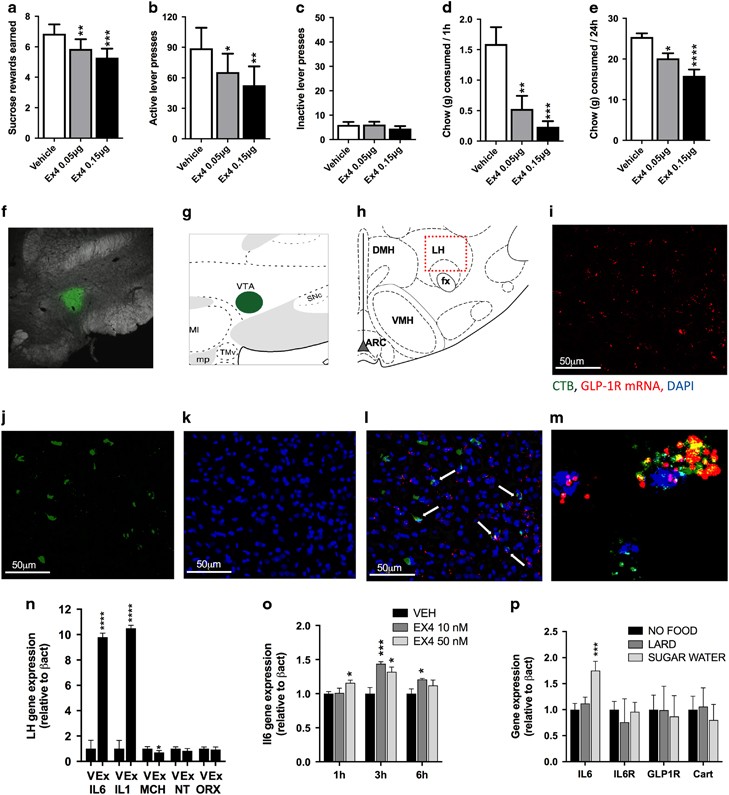 Lateral hypothalamic GLP-1 receptors are critical for the control of food  reinforcement, ingestive behavior and body weight