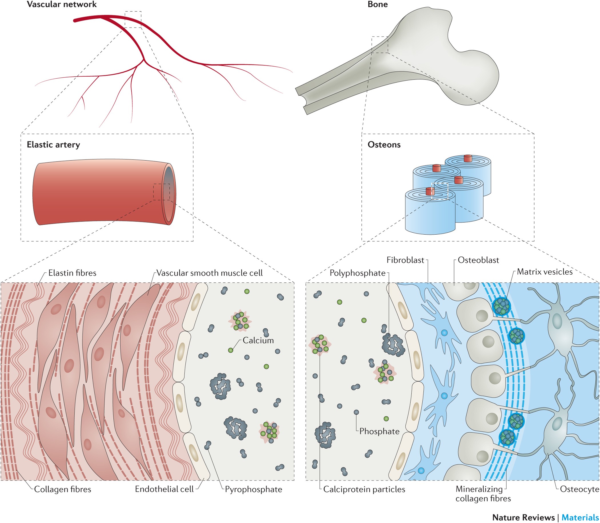 A materials science vision of extracellular matrix mineralization | Nature  Reviews Materials