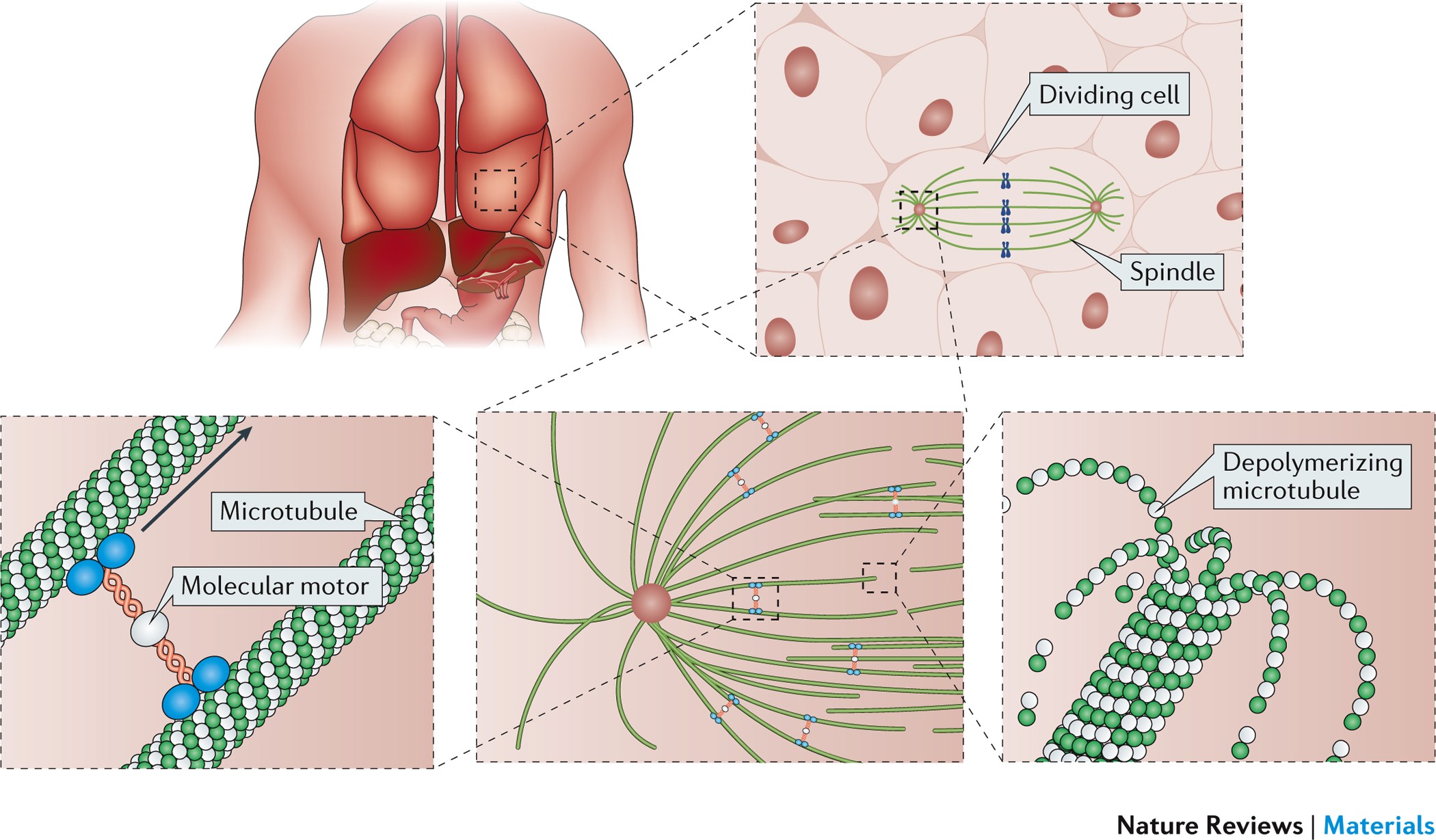 Active Matter At The Interface Between Materials Science And - 