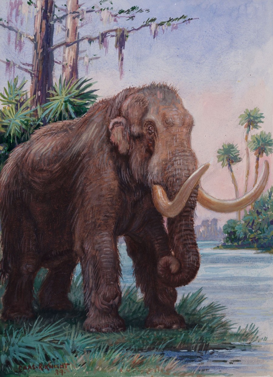 Secrets of a mastodon graveyard | Nature