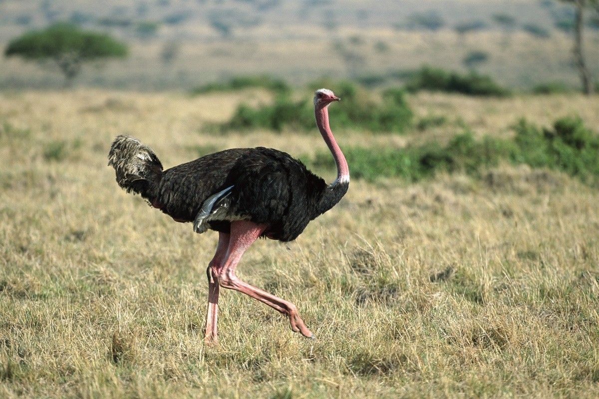 Ostrich penis clears up evolutionary mystery | Nature