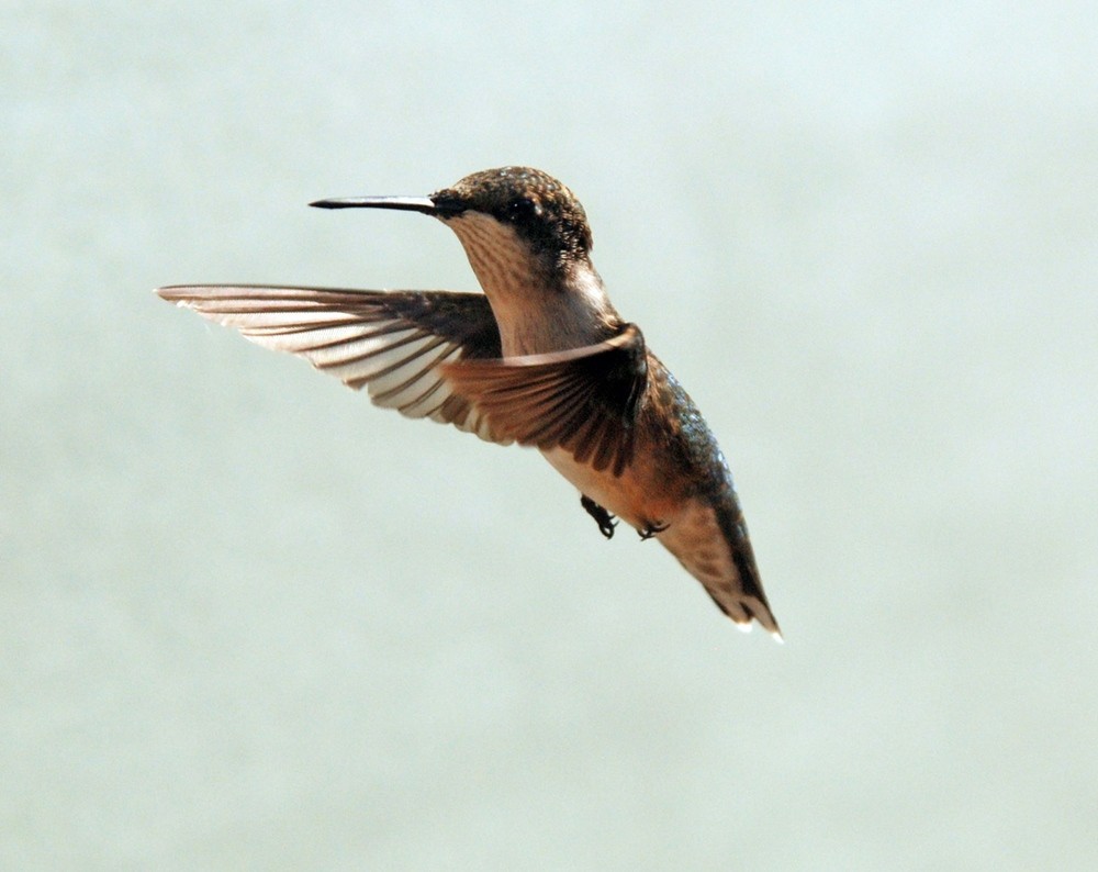 bee hummingbird flying