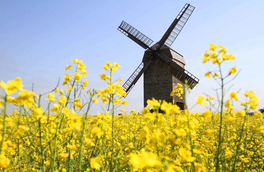 Rapeseed biodiesel fails sustainability test | Nature