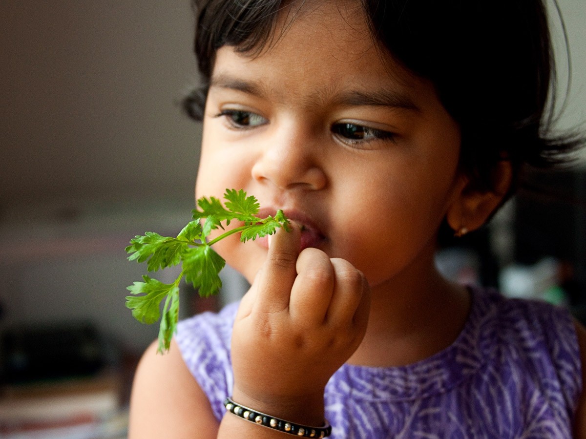Soapy taste of coriander linked to genetic variants | Nature