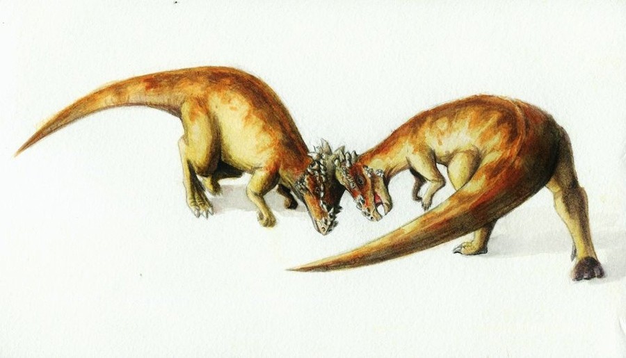 Fossil Scars Capture Dinosaur Headbutts Nature Fossil Scars Capture Dinosaur Headbutts Nature