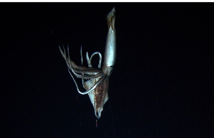 Giant squid filmed in its natural environment | Nature
