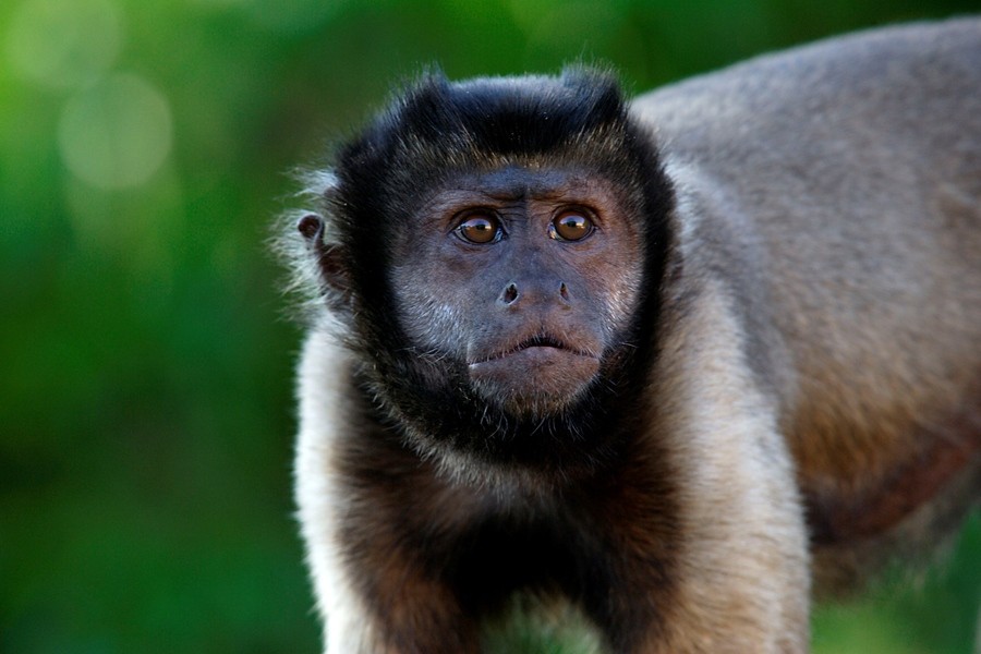 Capuchin Monkey, Our Animals