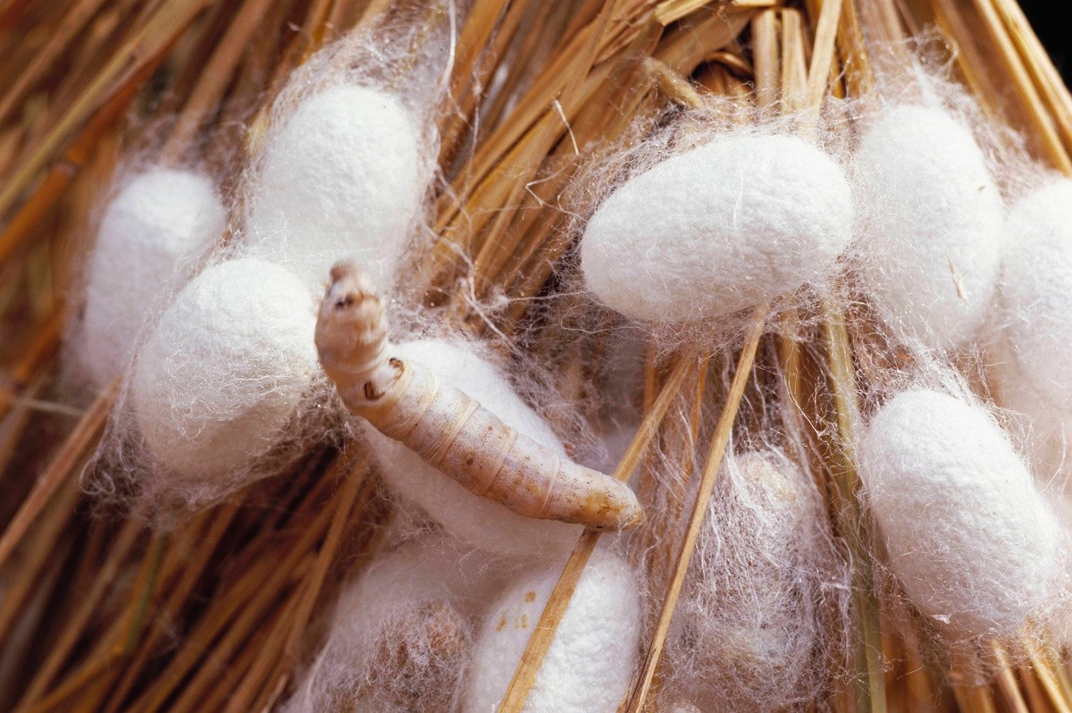 Genetic 'kill switch' eradicates female silkworms for a better