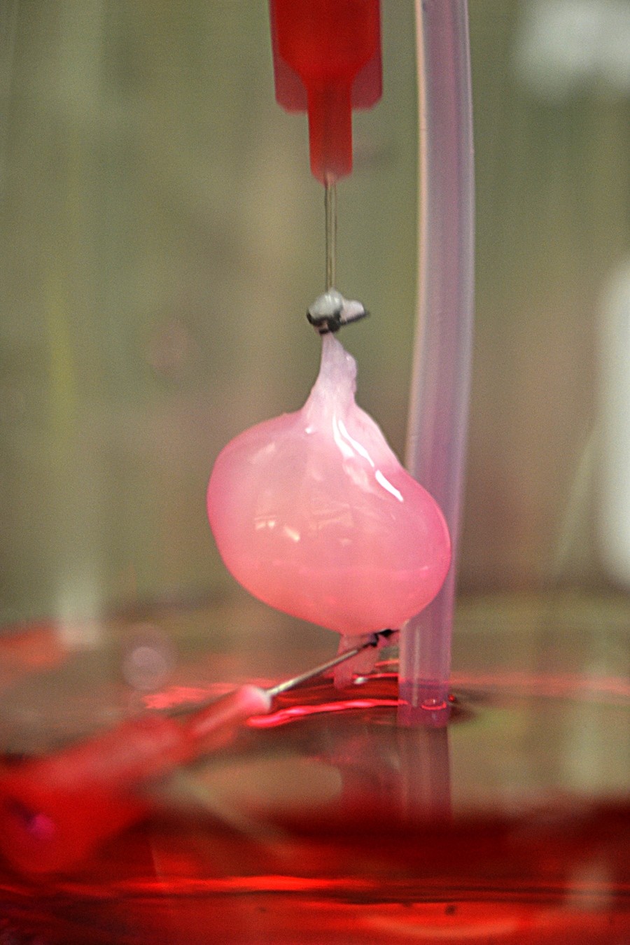 Lab-grown kidneys transplanted into rats | Nature