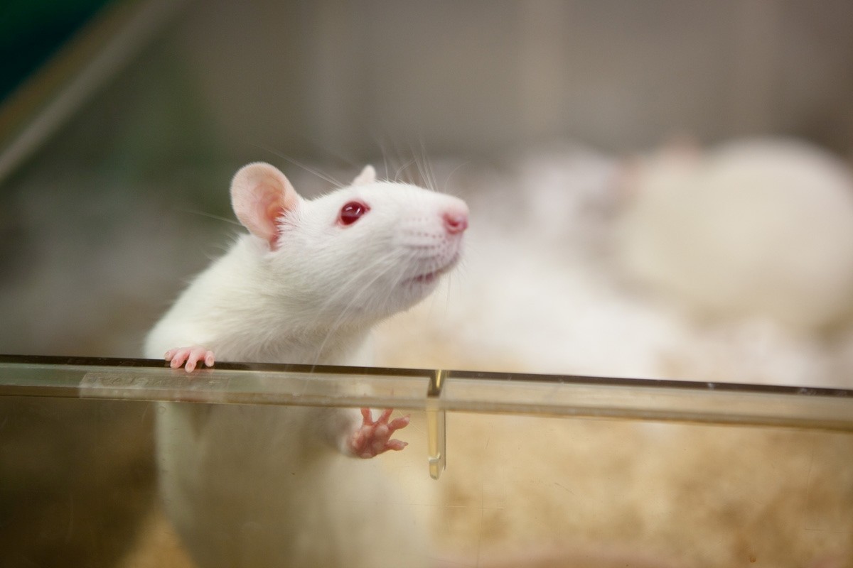 Animal-rights activists wreak havoc in Milan laboratory | Nature