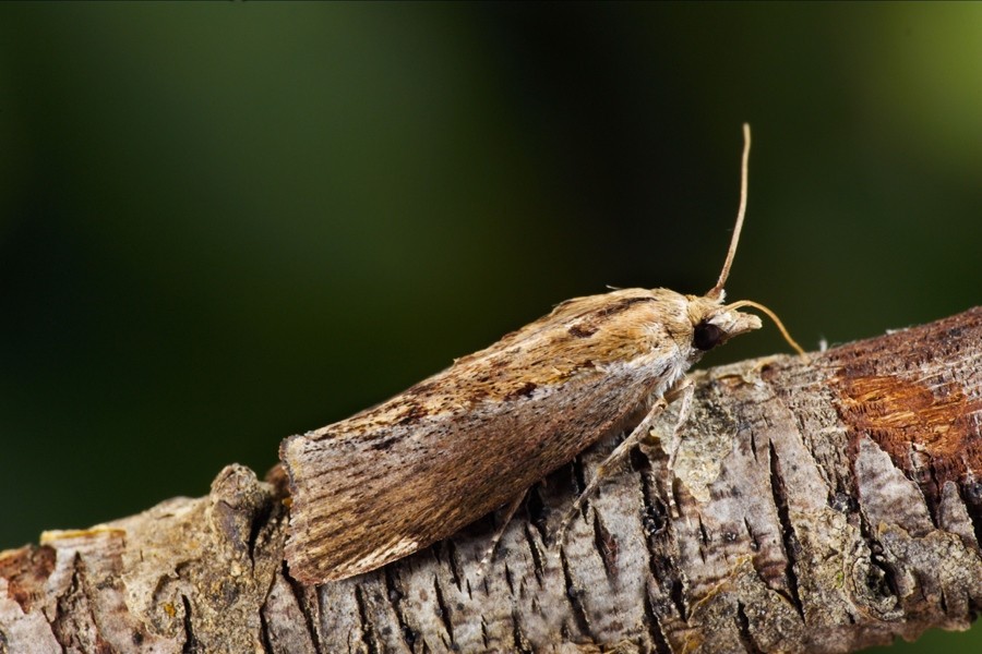 Go Team Jackson — Here are my thoughts on the symbol behind the moth