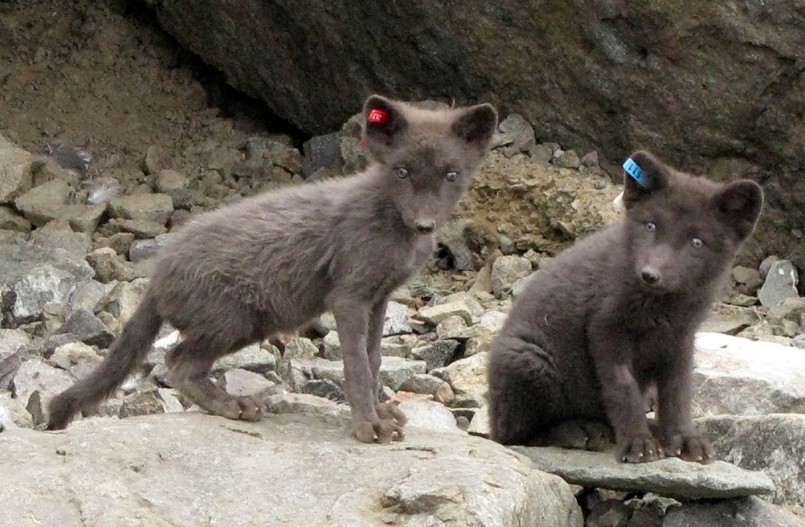 Seafood diet killing Arctic foxes on Russian island | Nature