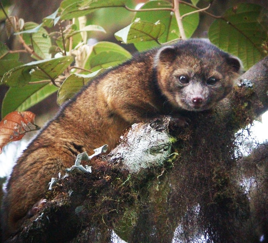 Cute mammal is first carnivore discovered in Western Hemisphere for 35  years | Nature