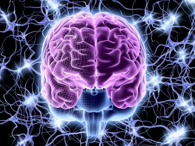 human brain mapping login human brain mapping login