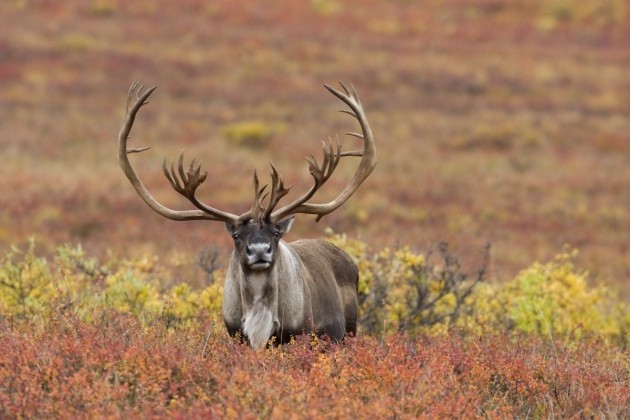 Caribou Genetics Reveal Shadow Of Climate Change Nature