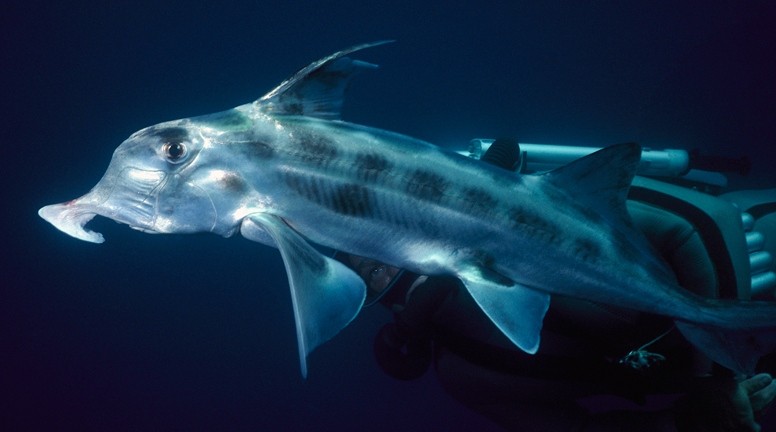 Why sharks have no bones | Nature Why sharks have no bones | Nature