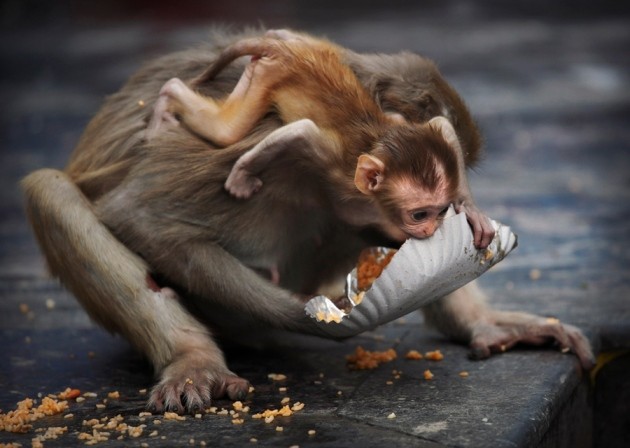 Monkeys that cut calories live longer