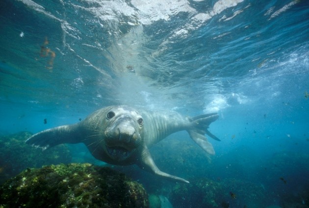 Deep-diving seals reveal secrets of carbon monoxide | Nature