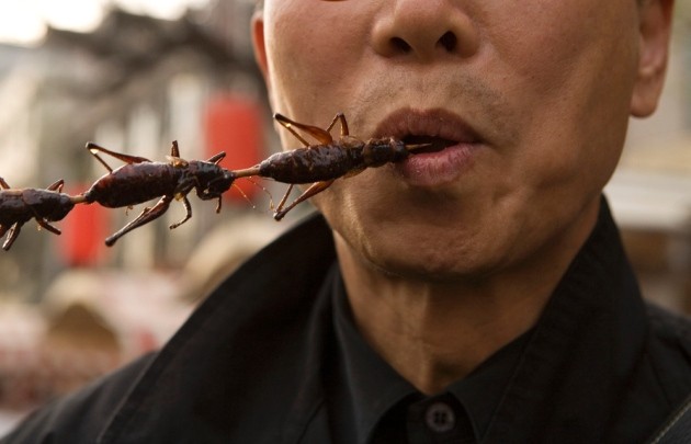 PDF) EDIBLE INSECTS future prospects fo food and feed security