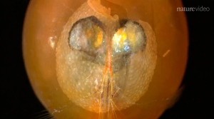Giant sperm found in crustacean fossils | Nature