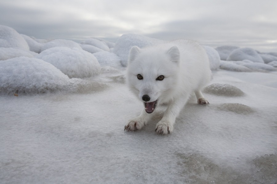 Origins of Arctic fox traced back to Tibet | Nature