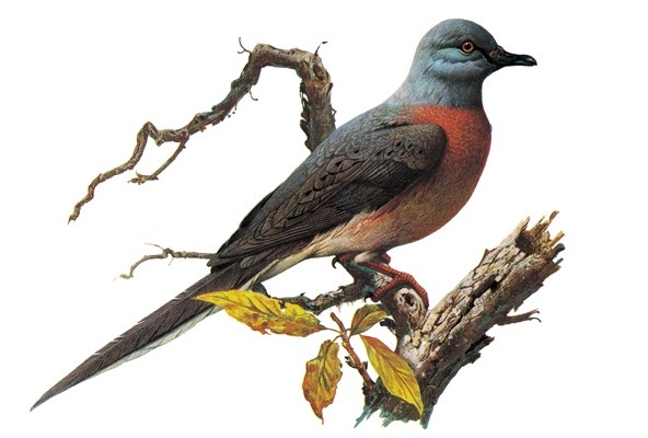 Boom-And-Bust Cycles Doomed Passenger Pigeon | Nature