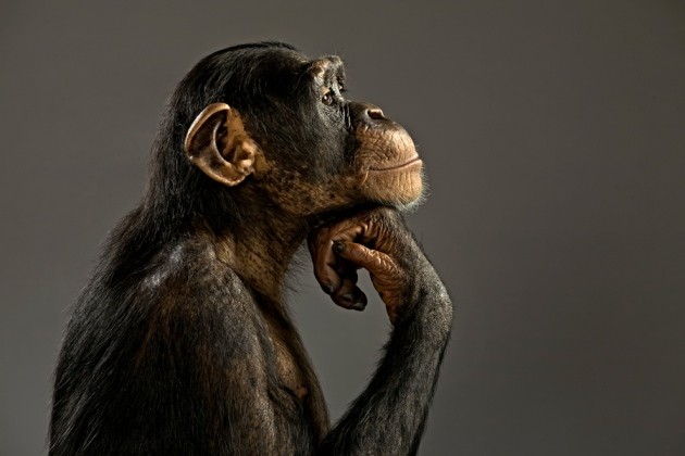 Chimpanzee IQ starts in the genes | Nature