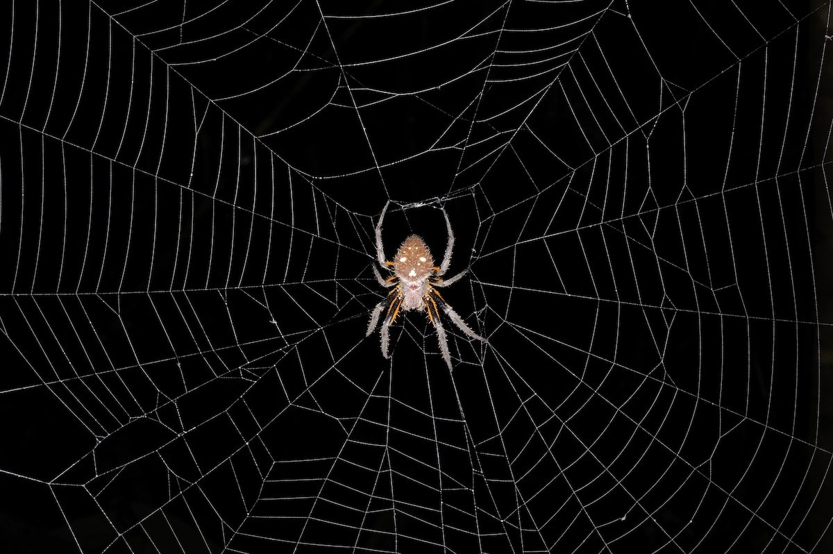 Tangled in a Web: Learn About Spiders